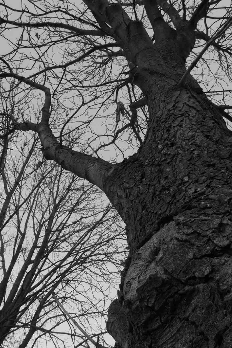 Illustration for article titled 27 Photos Of Barenaked Trees